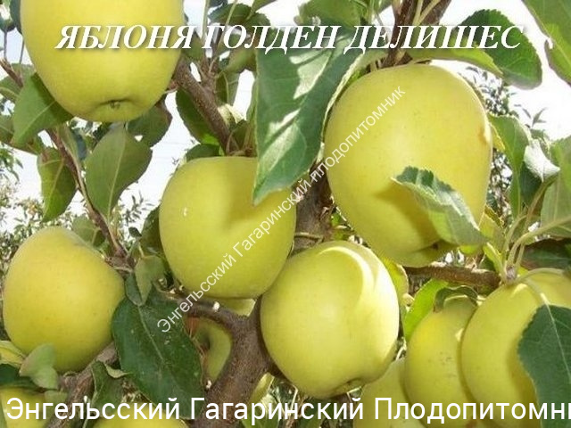 Яблоня Голден Делишес