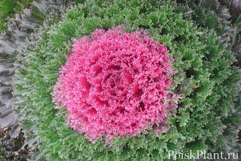 Капуста декоративная Glamour Red