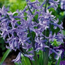 Гиацинт Multiflora Anastasia 3 шт/уп.