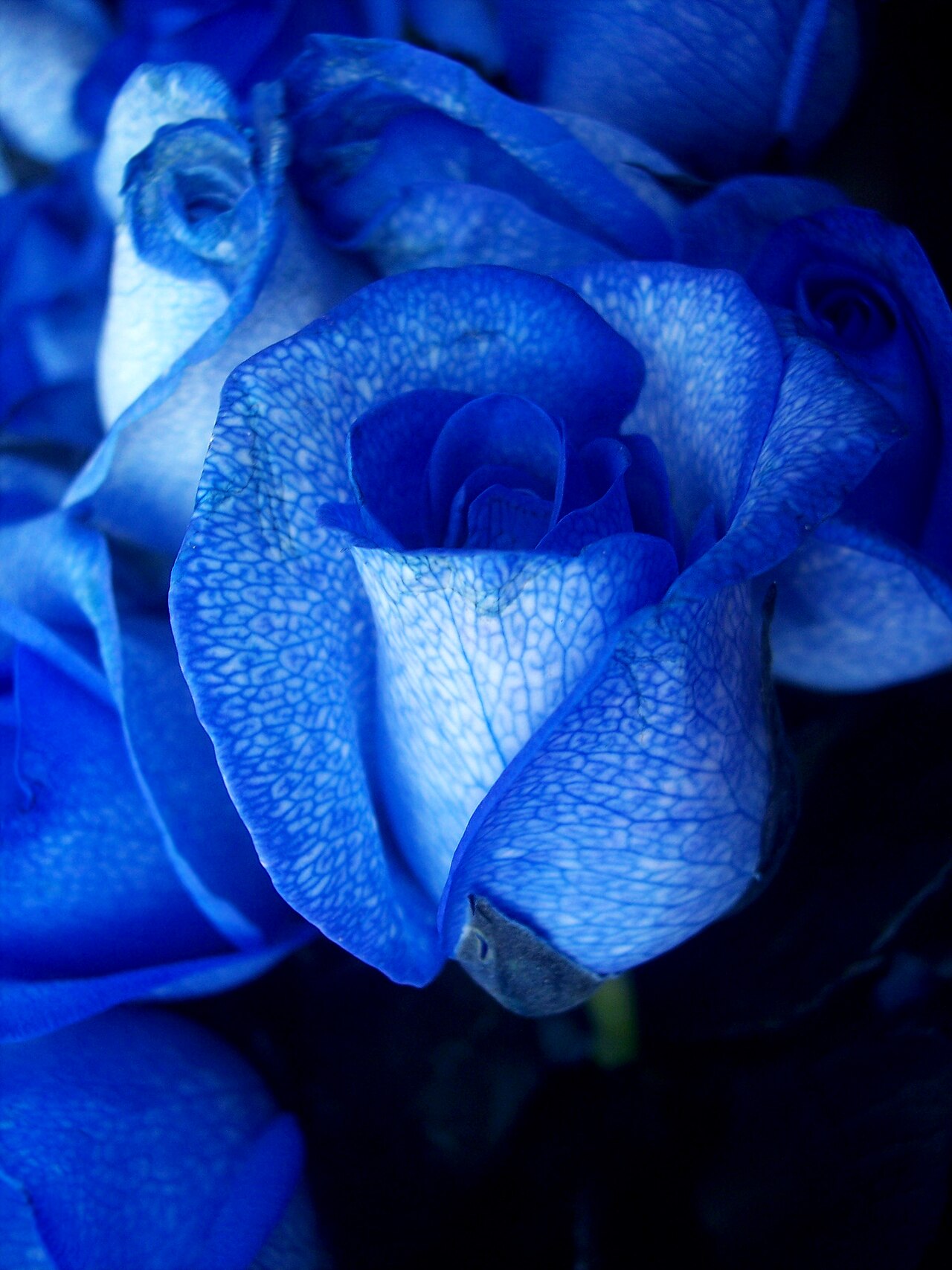 Роза флорибунда Блю фо Ю (Blue for You)