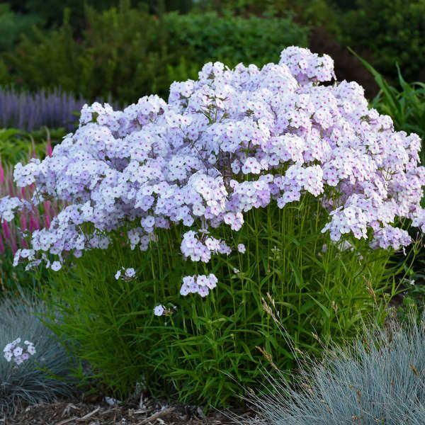 Флокс метельчатый Fashionably Lavender Ice