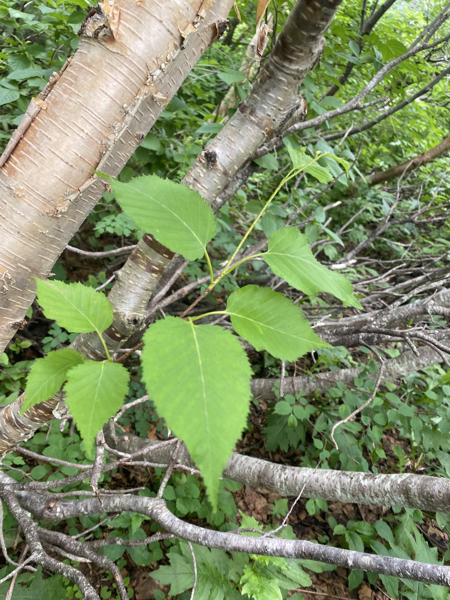 international backfill (iNaturalist): Betula ermanii