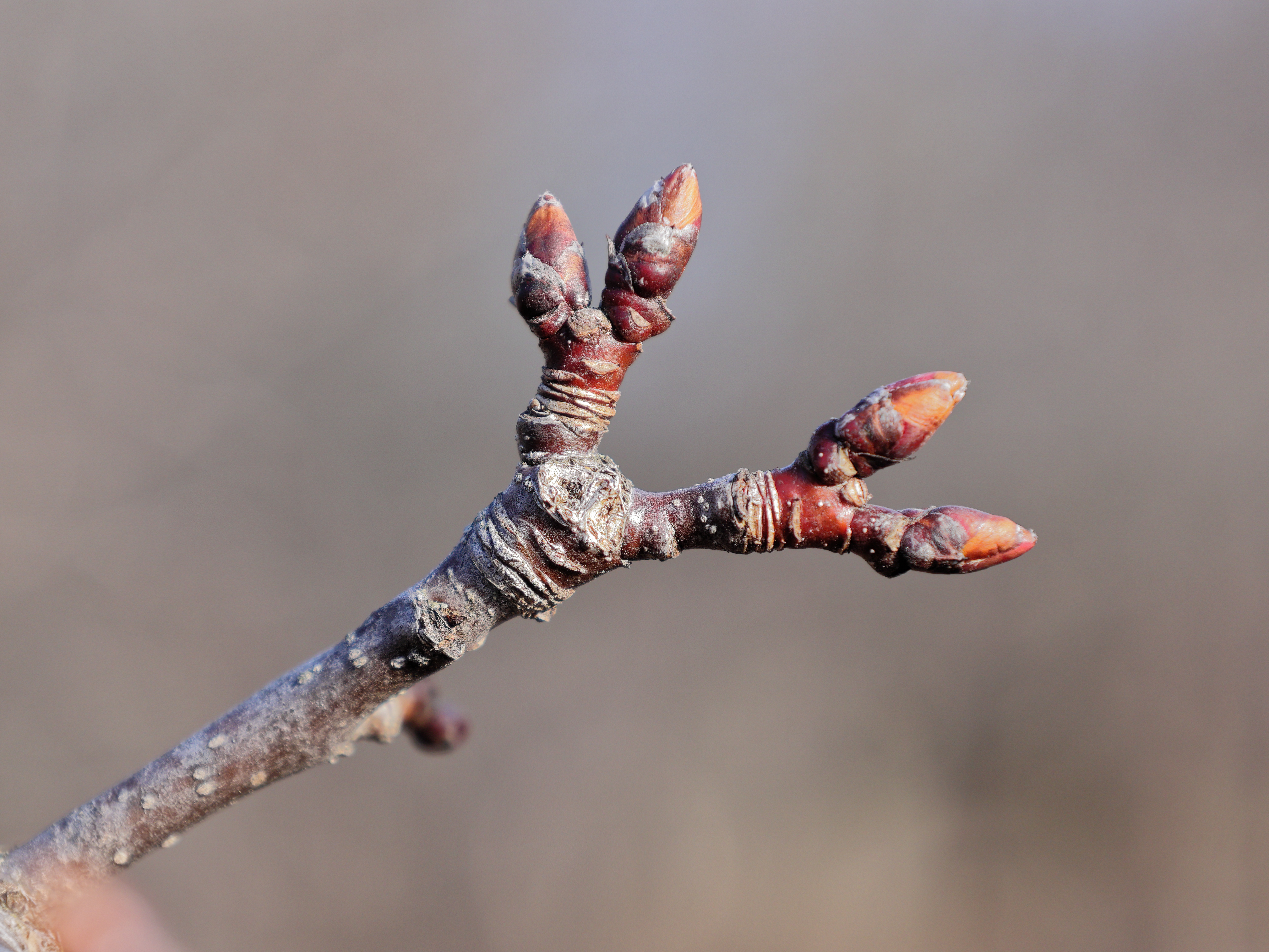 Яблоня гибридная (Malus hybride Hopa)