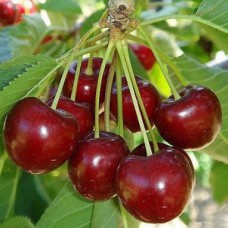 Черешня Бряночка 3-х летнее ЗКС