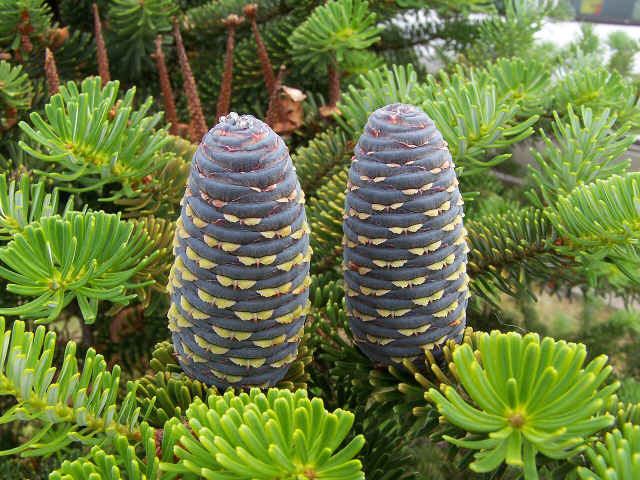 Пихта корейская | Abies koreana 20-25 см (С5)