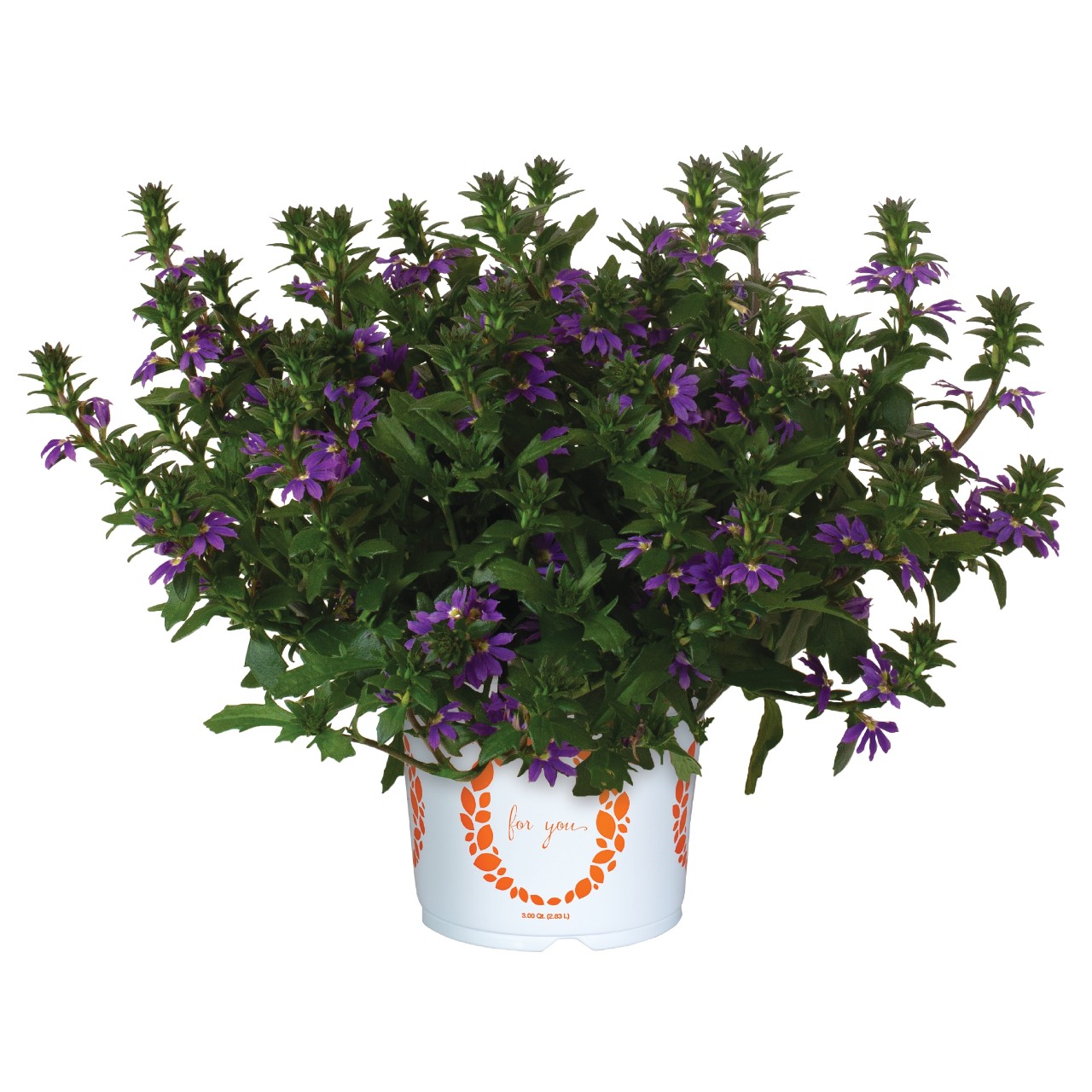 Сцевола Scala Cappello Purple