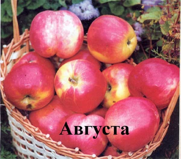 Яблоня Августа
