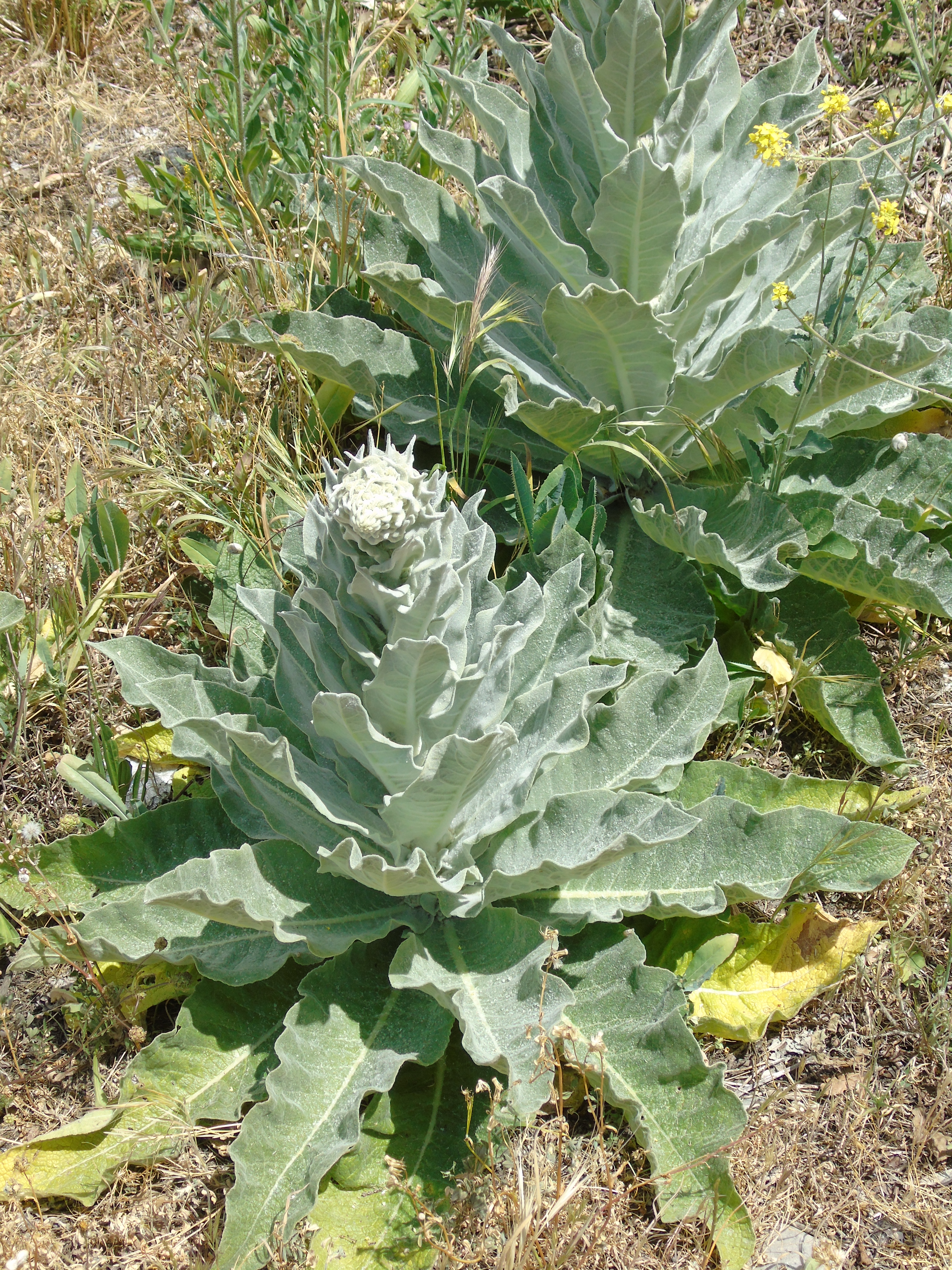 Коровяк (Verbascum Rosie)
