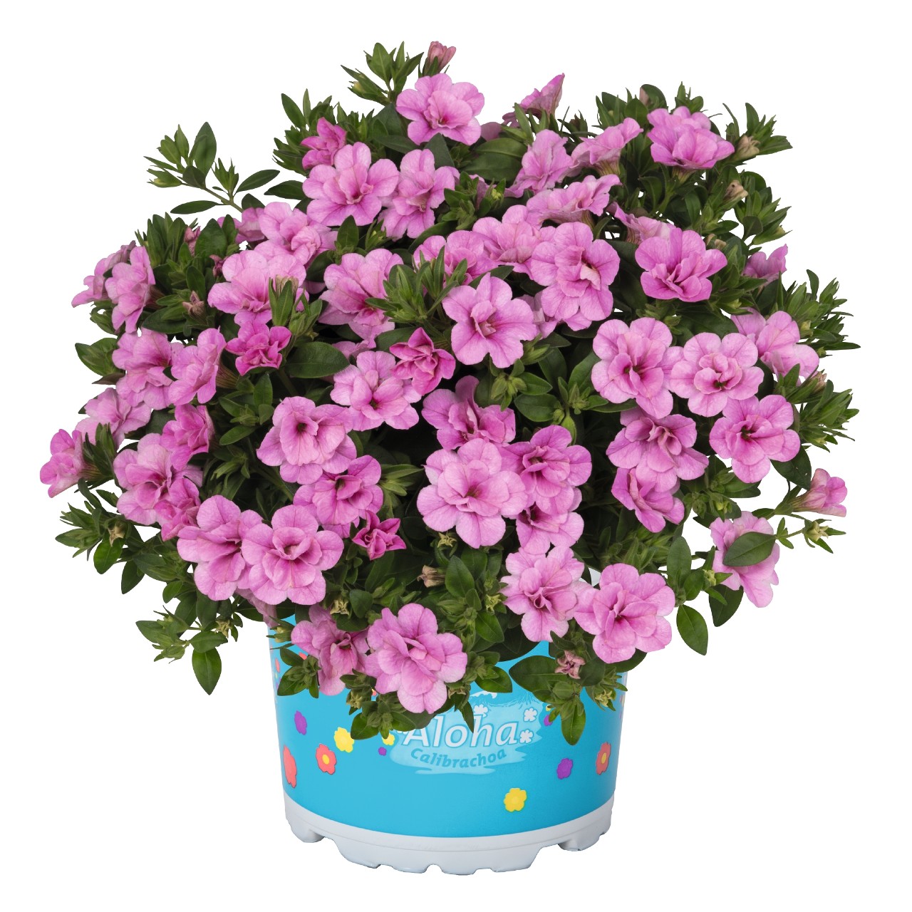 Калибрахоа Aloha Double Soft Pink