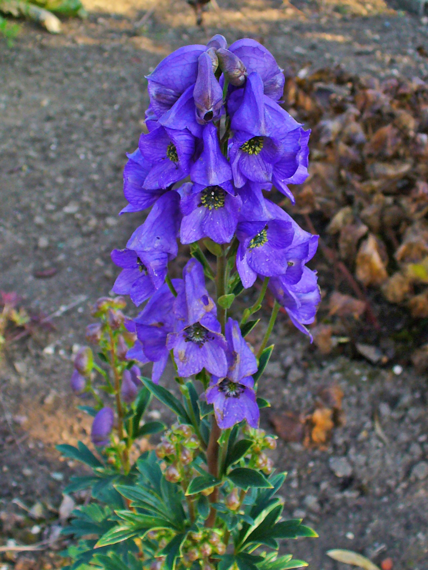 Аконит/Борец кармихеля (Aconitum carmichaelii Arendsii)