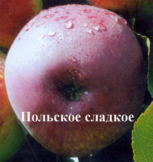 Яблоня "Польское сладкое" Садоград 2хлетние саженцы