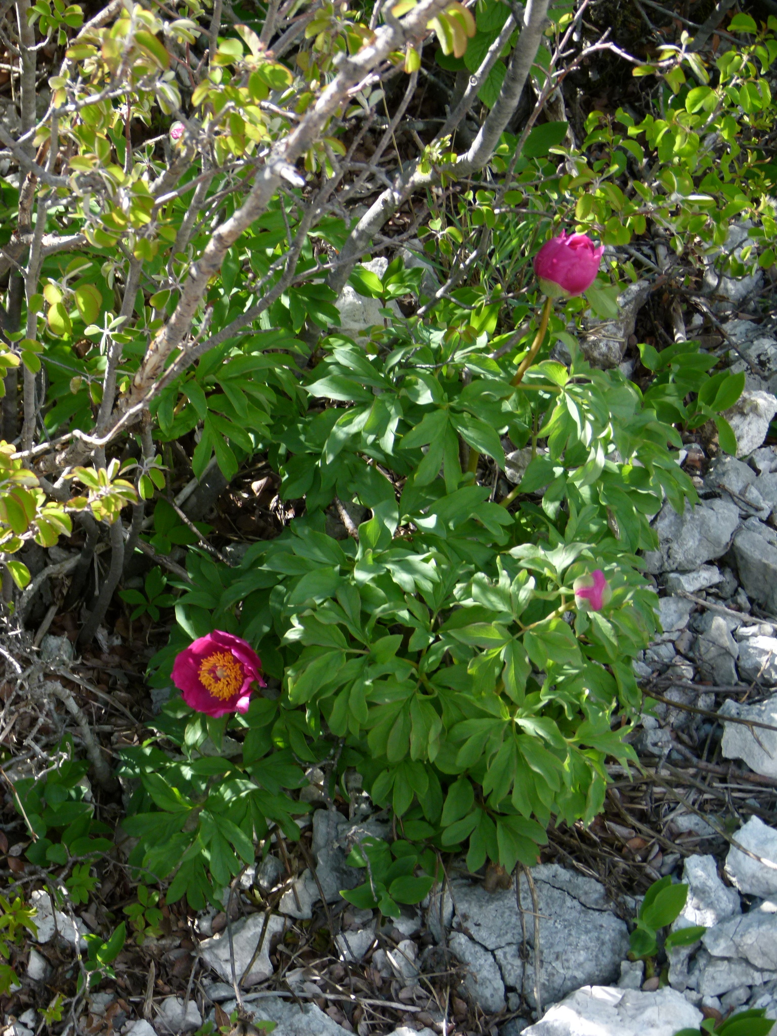 international backfill (iNaturalist): Paeonia