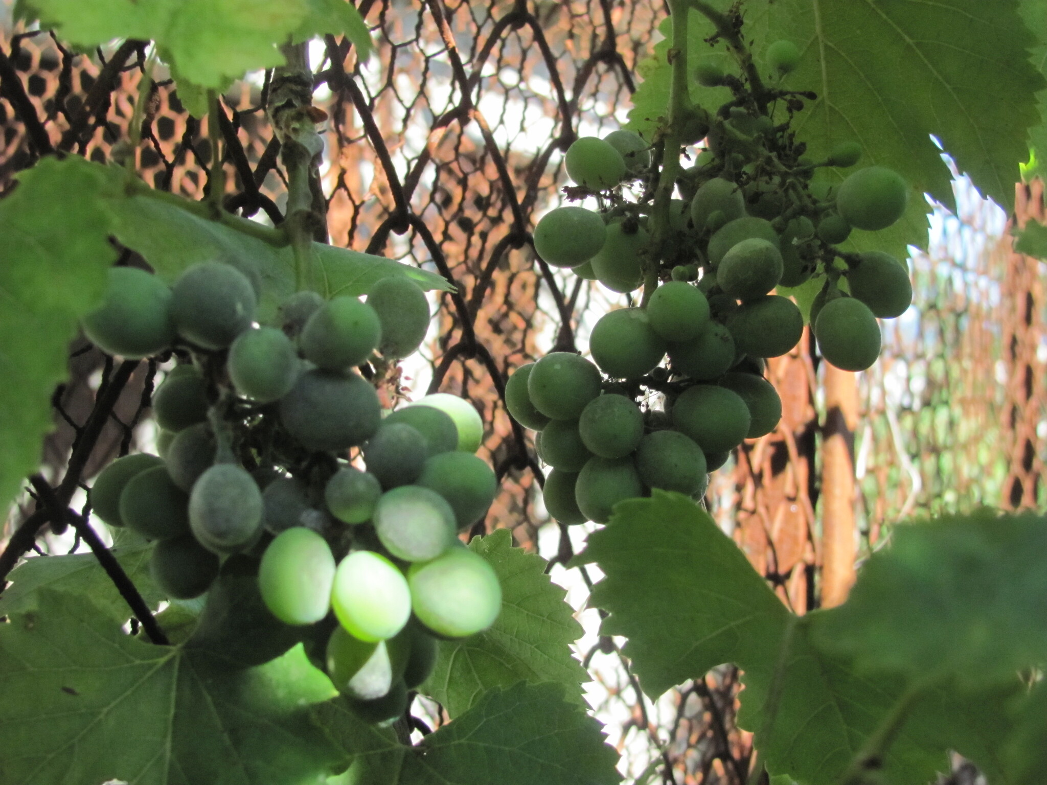 international backfill (iNaturalist): Vitis vinifera