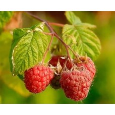 Малина обыкновенная (Rubus idaeus Magda)