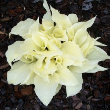 Хоста (Hosta White Feather)