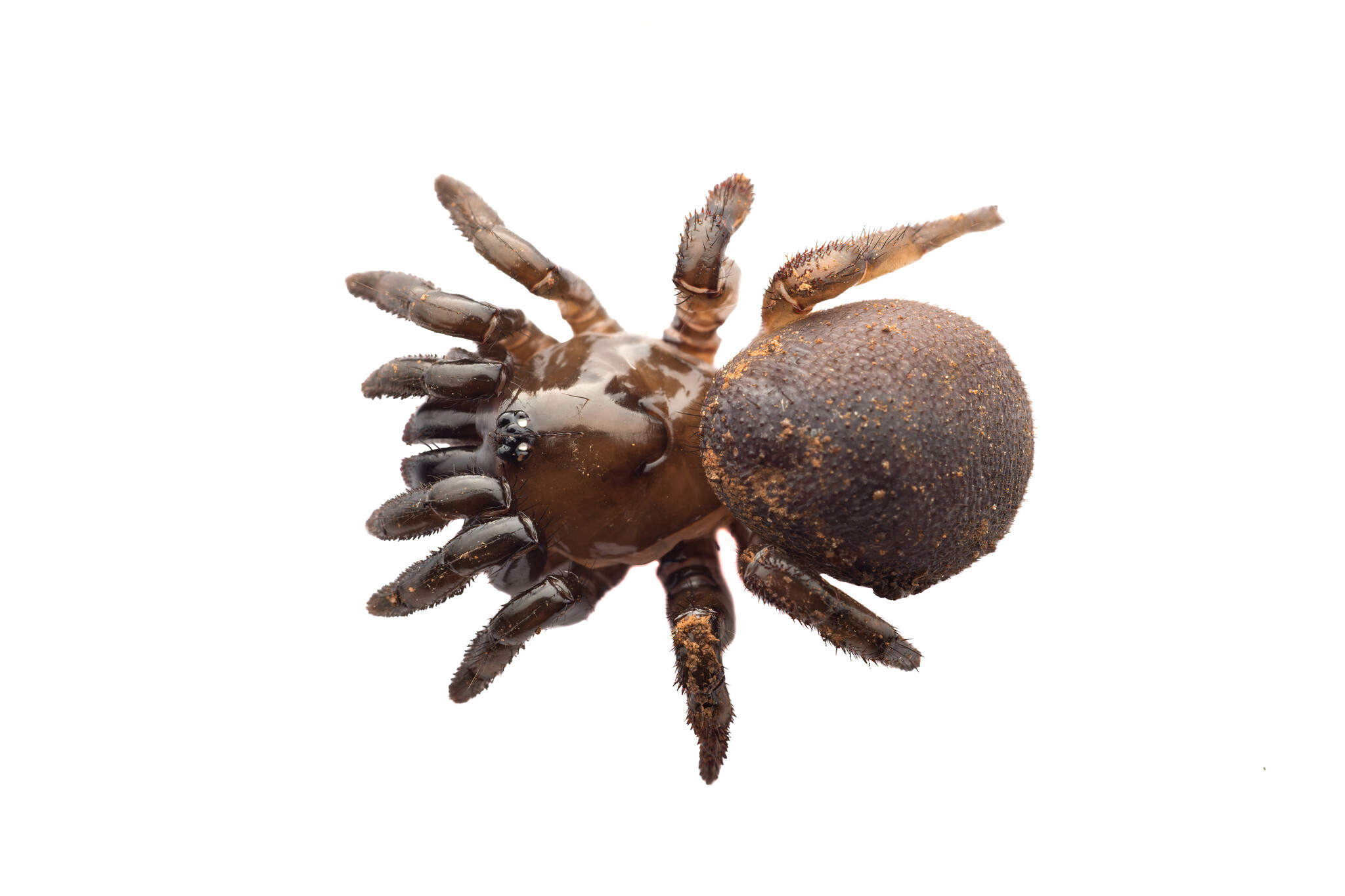 international backfill (iNaturalist): Picea