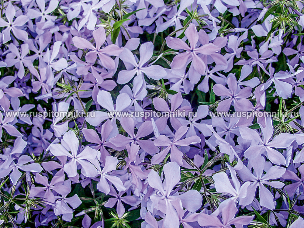 Флокс растопыренный Clouds of Perfume