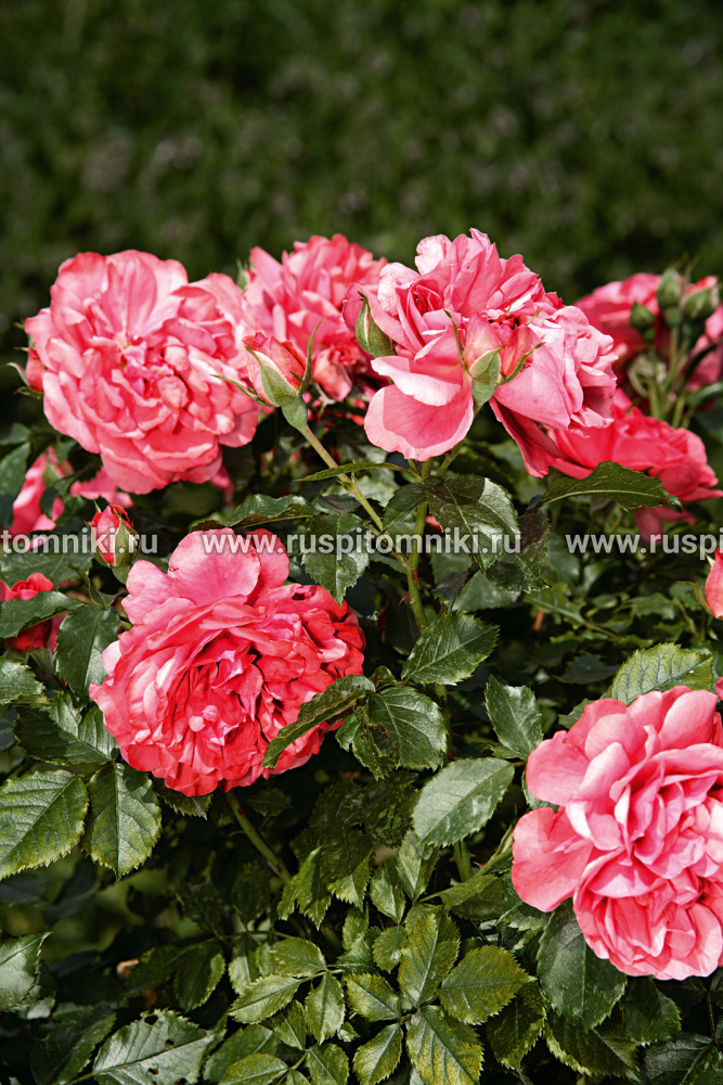 Плетистые крупноцветковые розы Rosarium Uetersen’ = ‘KORtersen’,