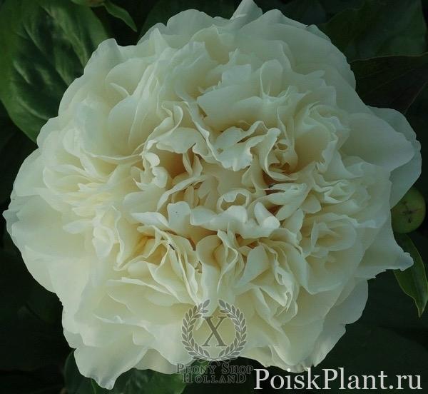Пион травянистый Majestic White