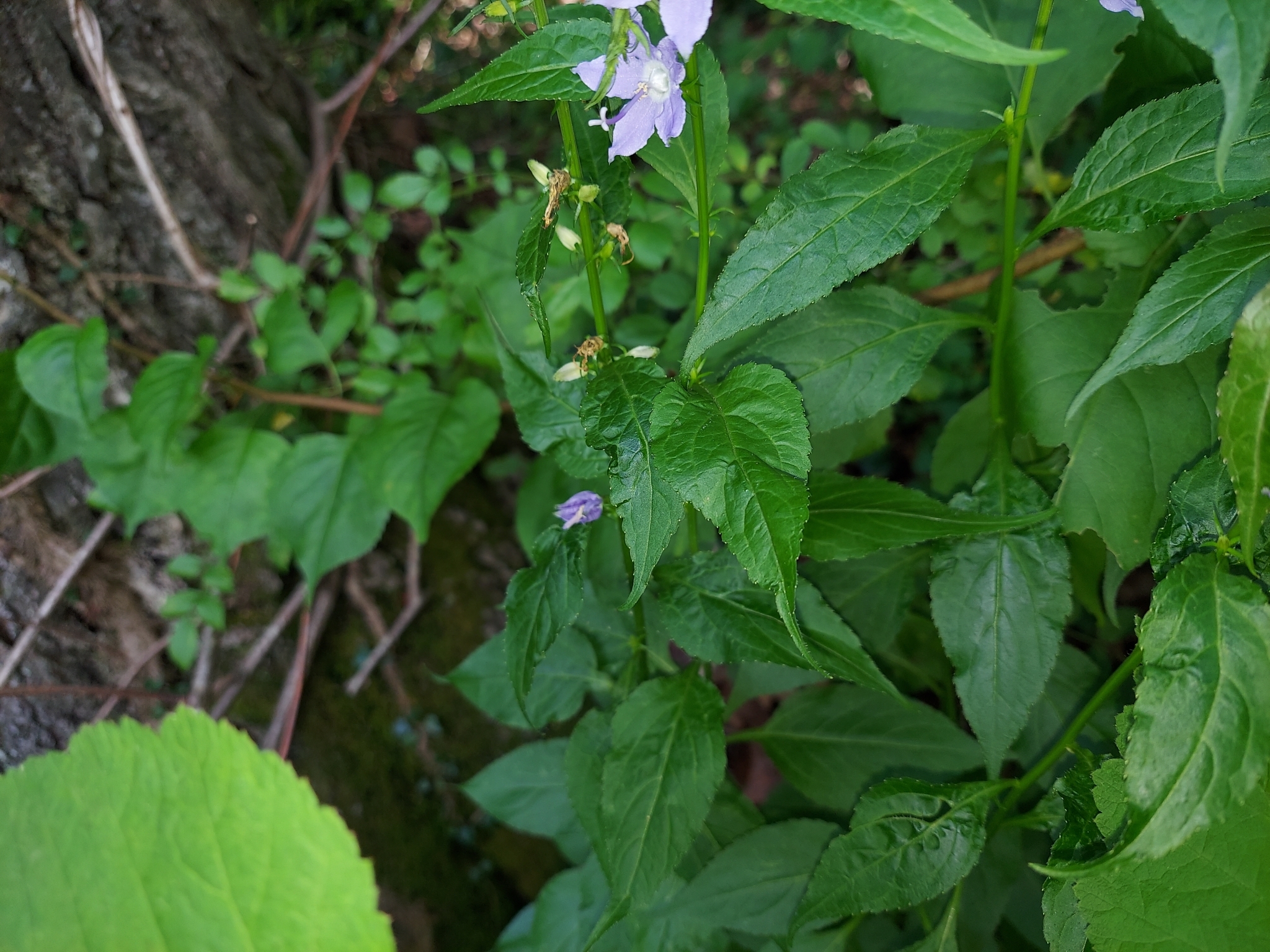international backfill (iNaturalist): Campanulastrum