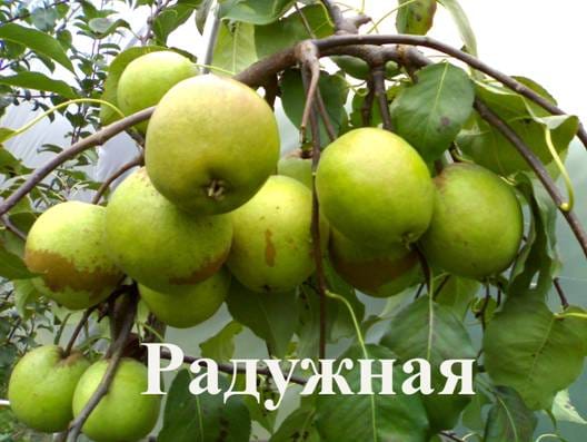Груша Радужная
