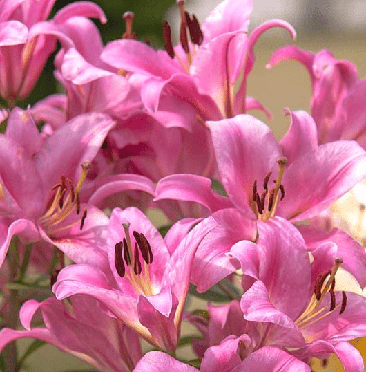 Лилия азиатская Pink