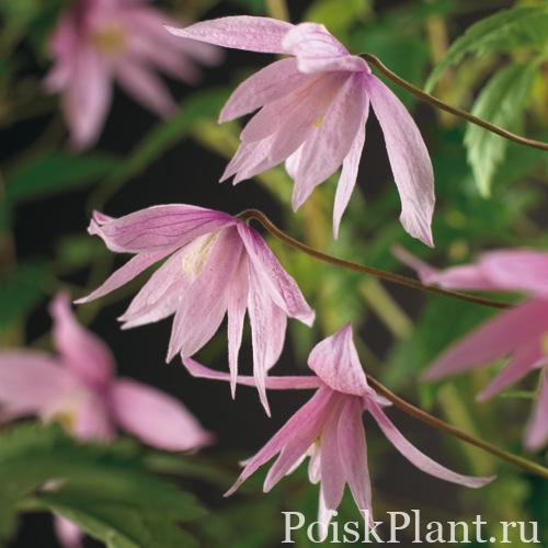 Клематис альпийский Markhams Pink