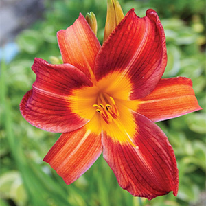 Лилейник "EveryDaylily Red Rib"