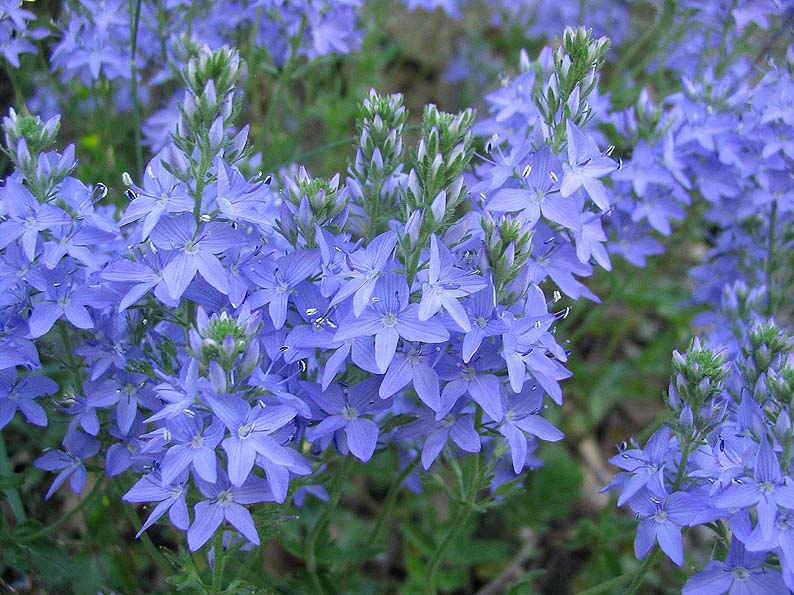 Вероника австрийская Knallblau