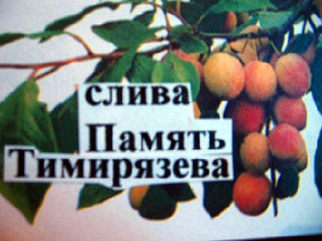 Слива Память Тимирязева