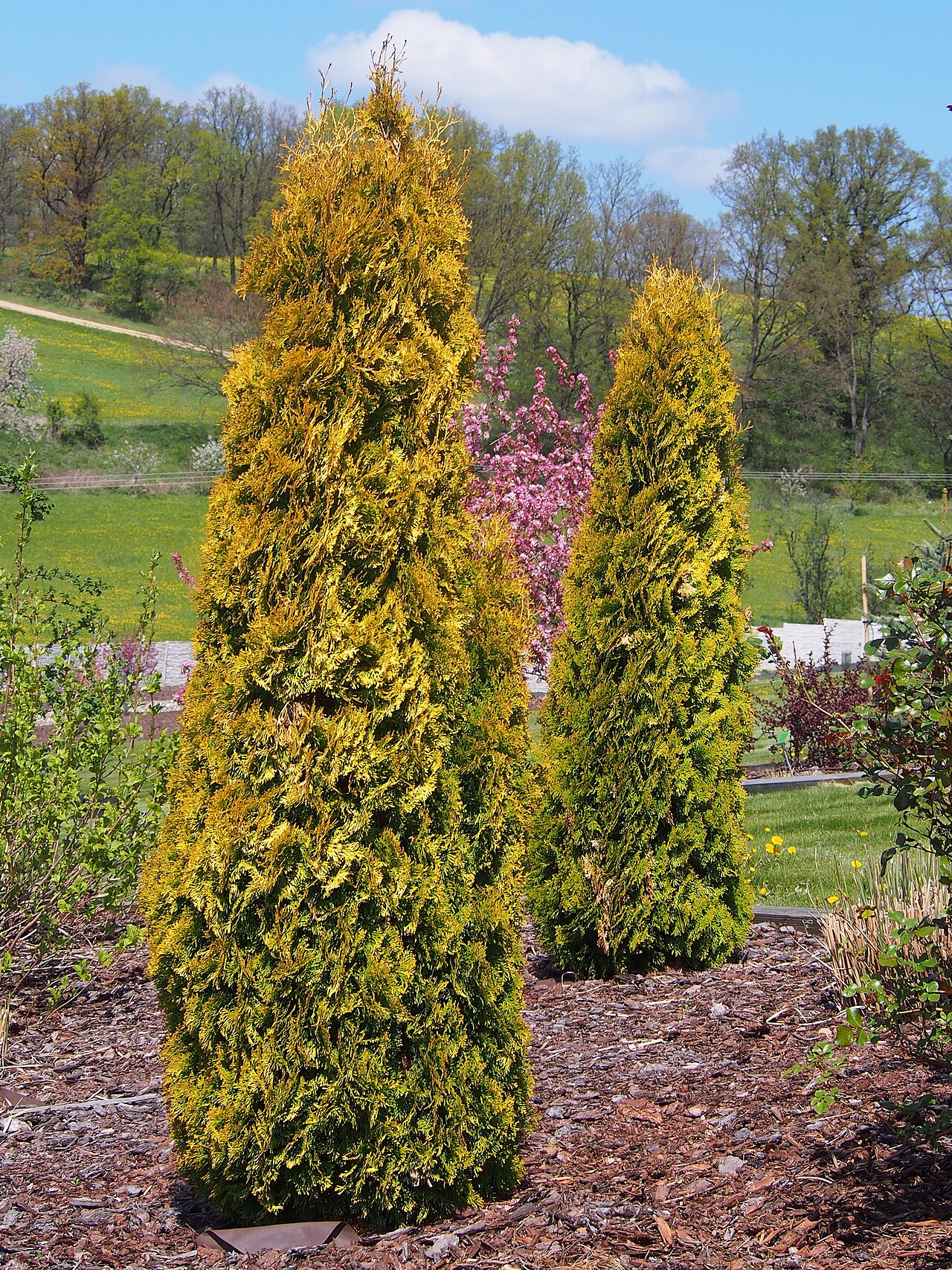 Туя западная Холмструп АКЦИЯ | Thuja occidentalis Holmstrup 120-140 см