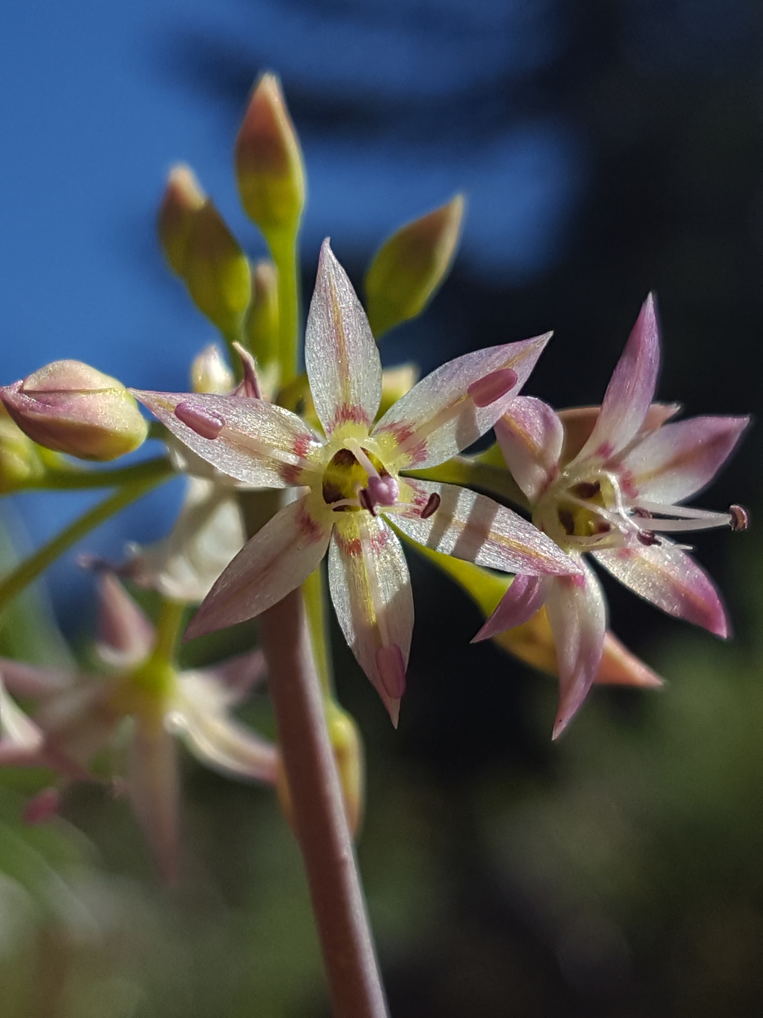 international backfill (iNaturalist): Allium