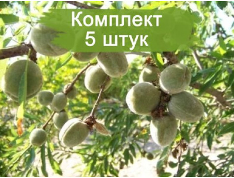 Миндаль Виктория