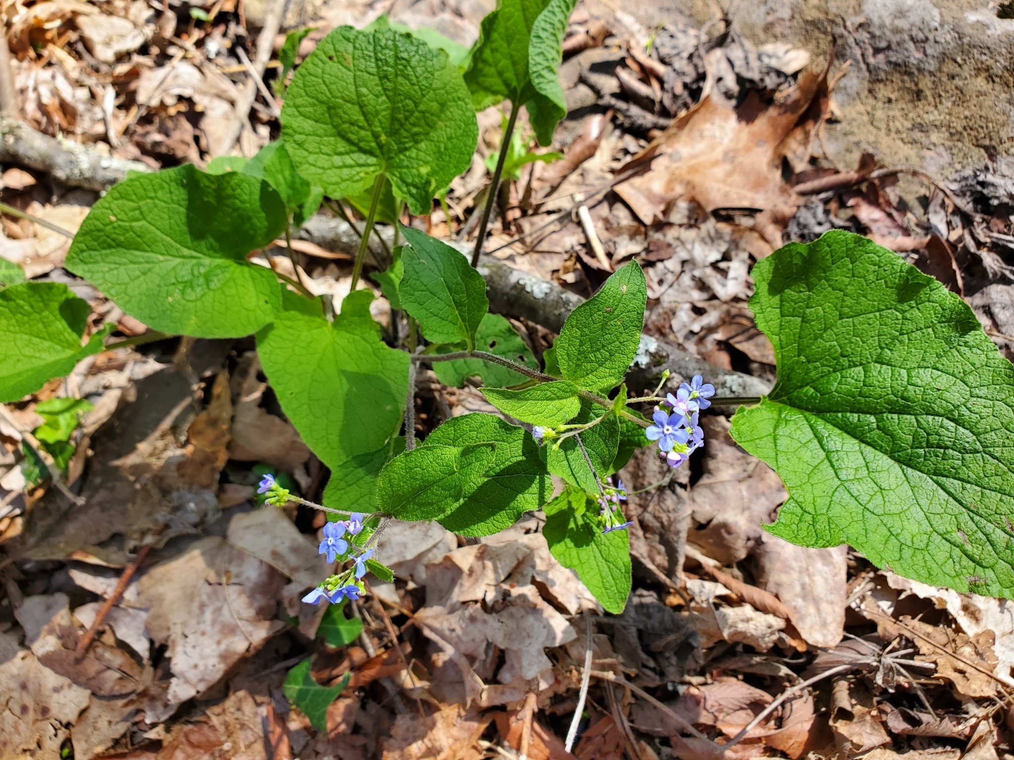 international backfill (iNaturalist): Brunnera