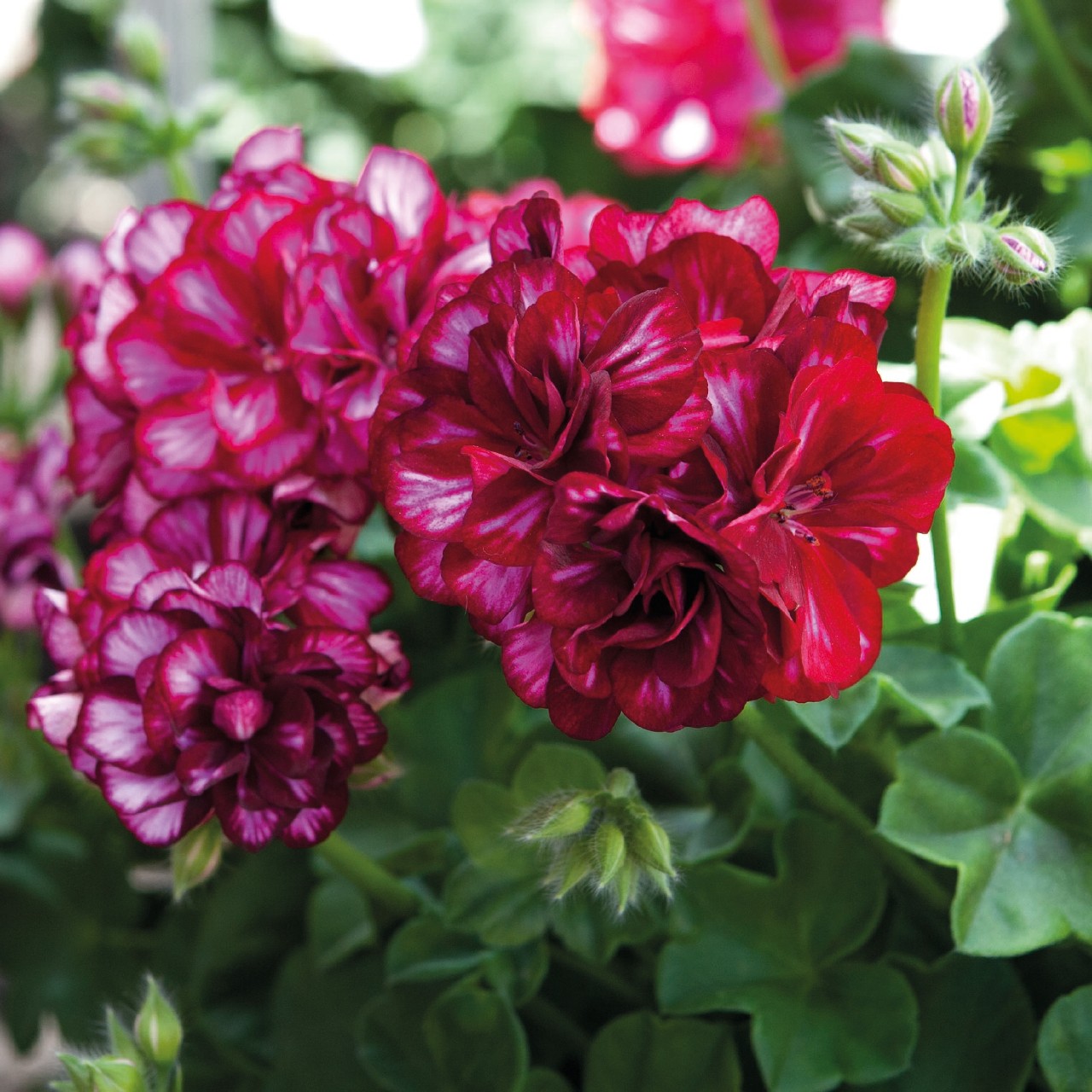 Пеларгония Atlantic Burgundy Blaze