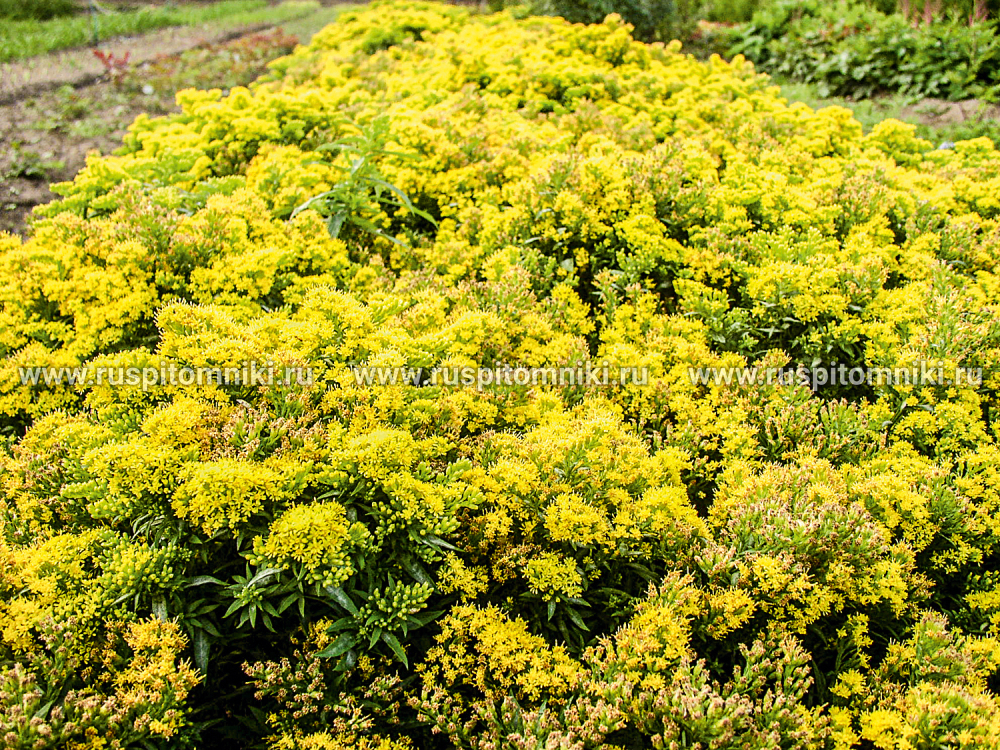 Золотарник канадский Golden Mosa