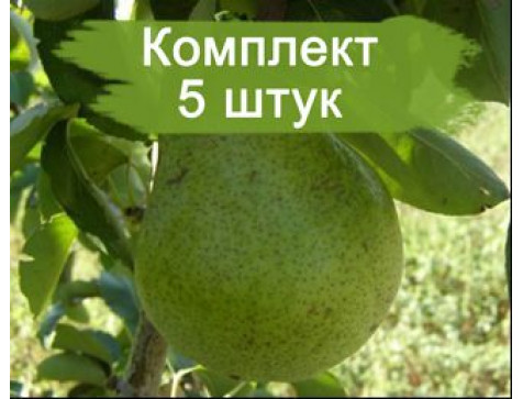 Груша Ноябрьская