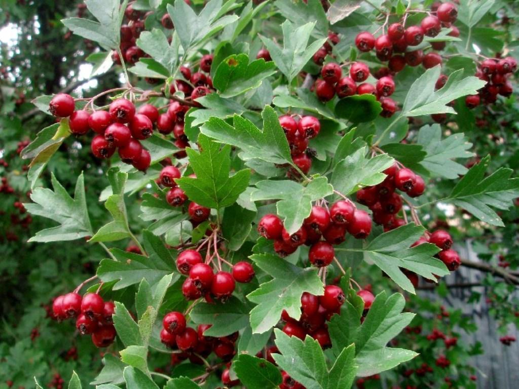 Боярышник однопестичный (Crataegus monogyna) с.2