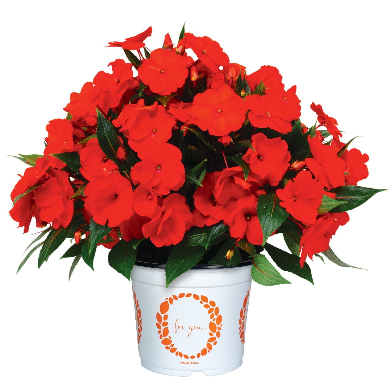 Бальзамин Petticoat Orange