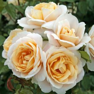 Роза "Lions Rose"