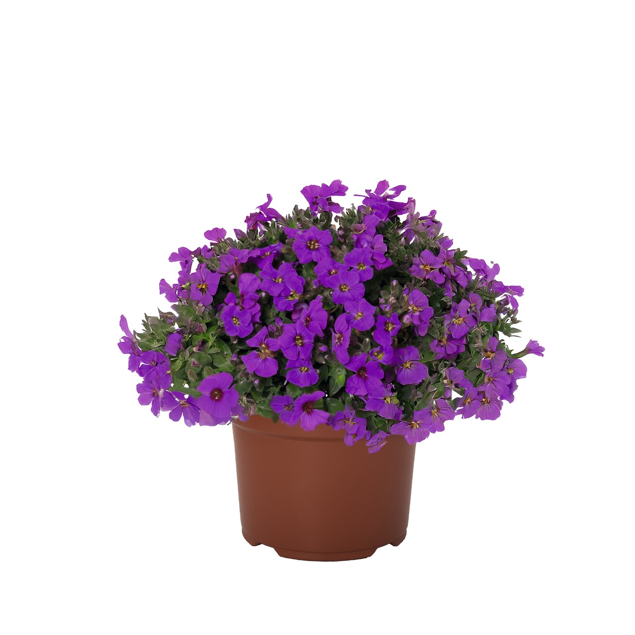 Обриета Rock On Purple/Rock On Late Purple