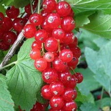 Смородина красная Ролан