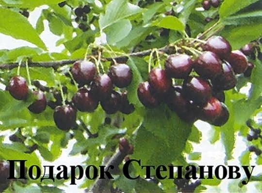 Черешня Подарок Степанову