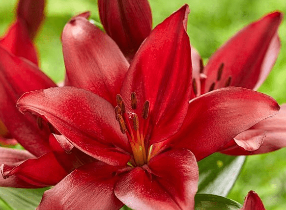 Лилия азиатская Red