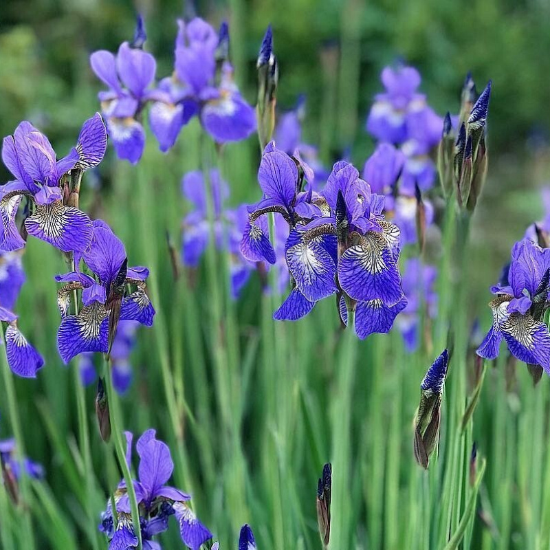 Ирис сибирский "Блю Мун" (Iris sibirica "Blue Moon")