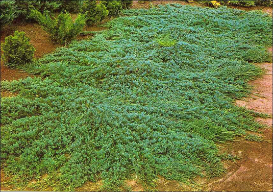 Можжевельник горизонтальный «Glauca» (Juniperus horizontalis «Glauca»)