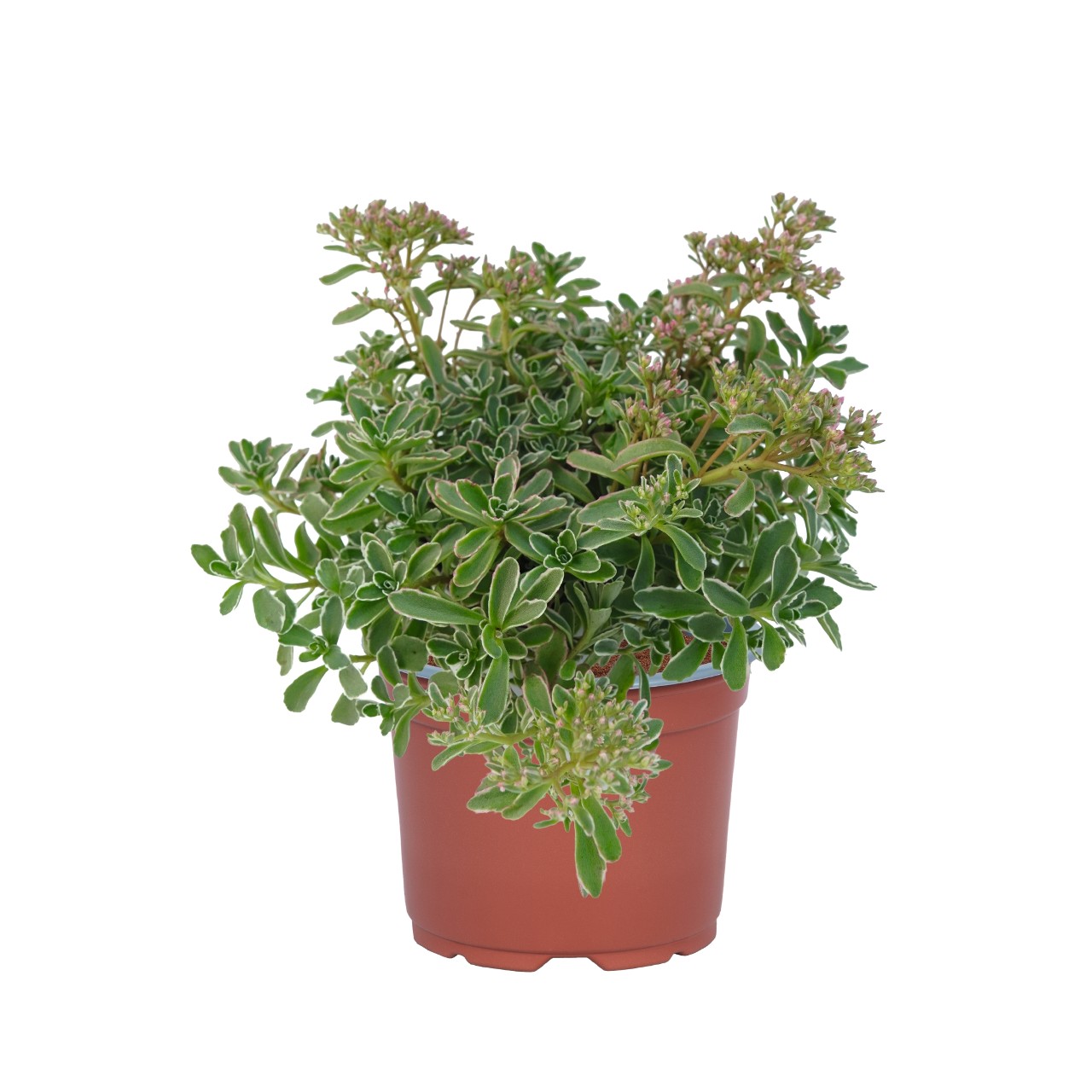 Очиток spurium Tricolor