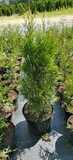 Туя западная Смарагд АКЦИЯ | Thuja occidentalis Smaragd 30-40 см (С2)