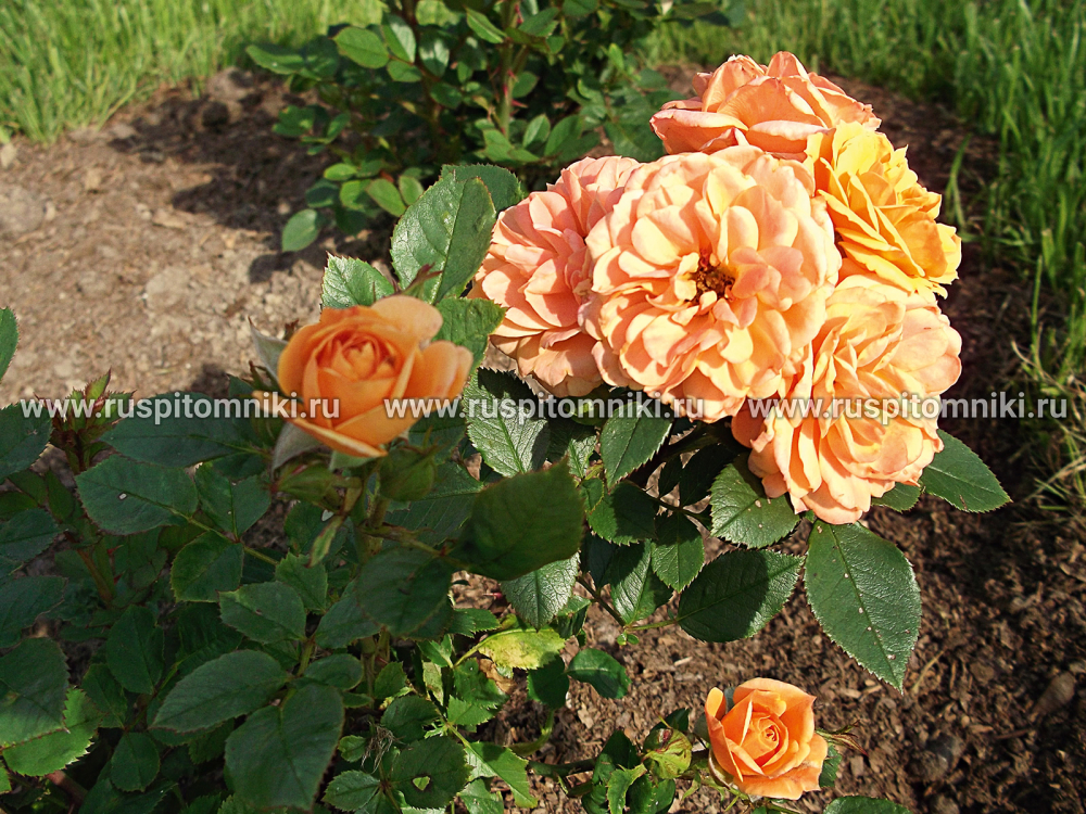 Миниатюрные розы Clementine