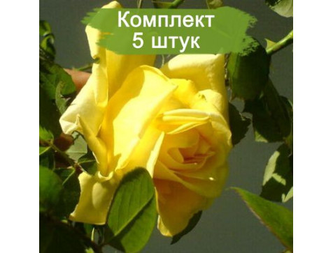 Роза Клаймбинг Голдмари (плетистая)